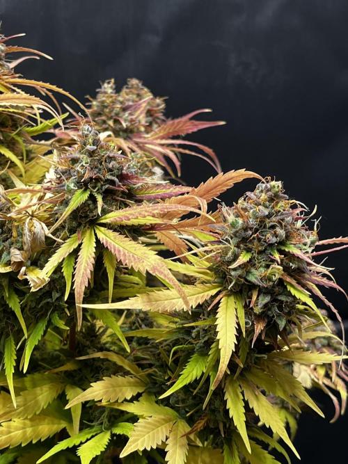 5 Autos 15L | Spider Farmer  SE3000. Week 14