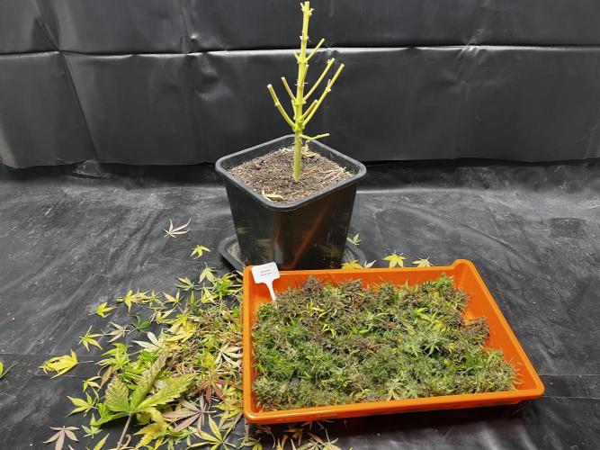 5 Autos 15L | Spider Farmer  SE3000. Week 14