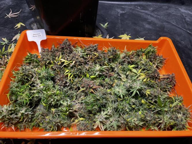 5 Autos 15L | Spider Farmer  SE3000. Week 14