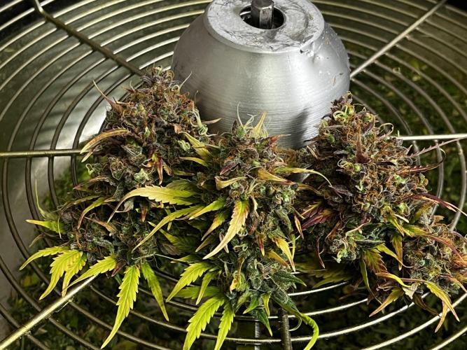 5 Autos 15L | Spider Farmer  SE3000. Week 14