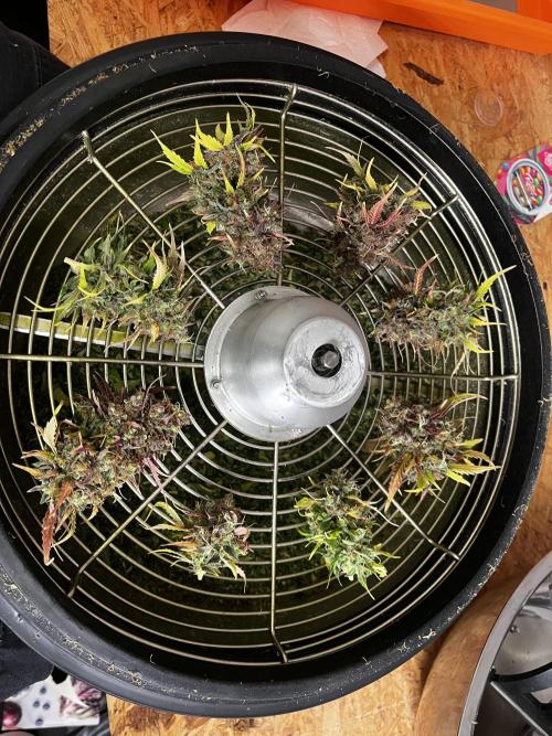 5 Autos 15L | Spider Farmer  SE3000. Week 14