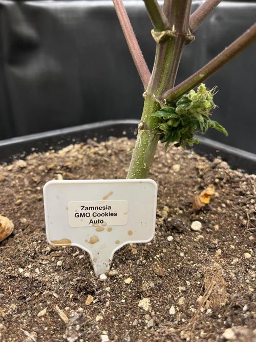 5 Autos 15L | Spider Farmer  SE3000. Week 15