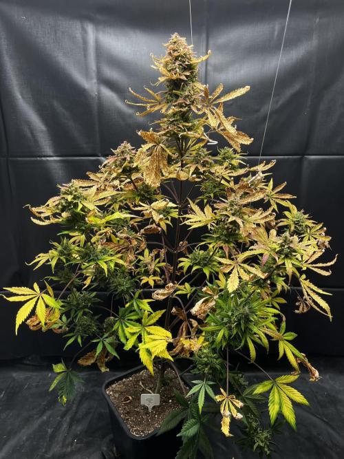 5 Autos 15L | Spider Farmer  SE3000. Week 15