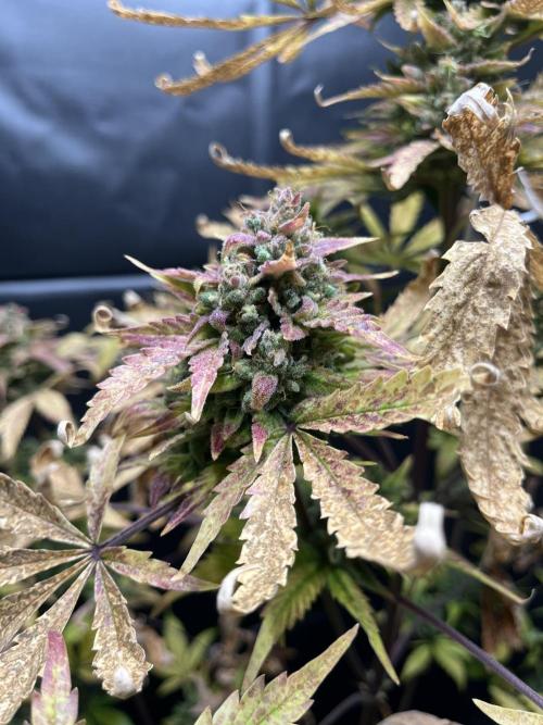 5 Autos 15L | Spider Farmer  SE3000. Week 15