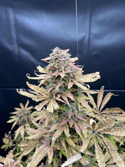5 Autos 15L | Spider Farmer  SE3000. Week 15
