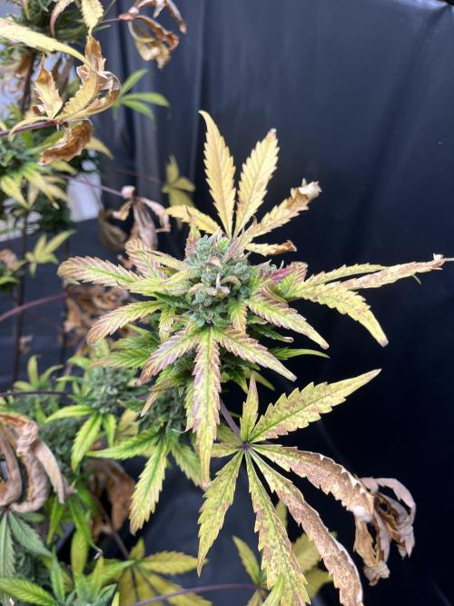 5 Autos 15L | Spider Farmer  SE3000. Week 15