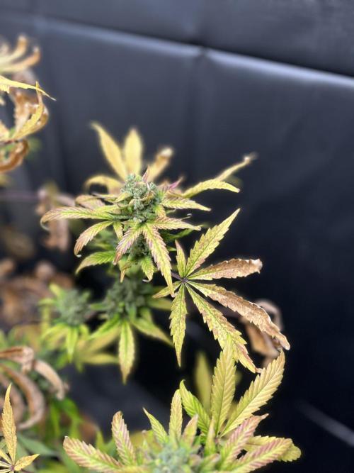 5 Autos 15L | Spider Farmer  SE3000. Week 15