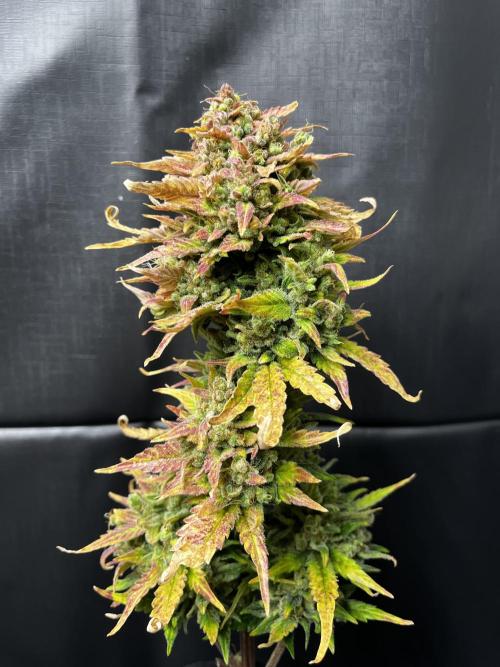 5 Autos 15L | Spider Farmer  SE3000. Week 15