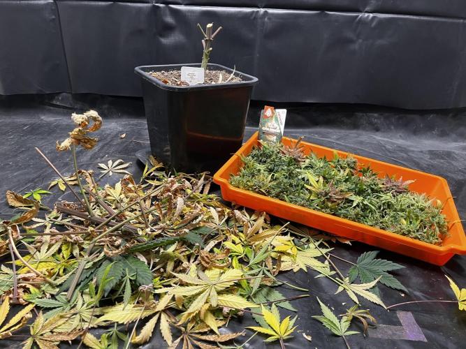 5 Autos 15L | Spider Farmer  SE3000. Week 15