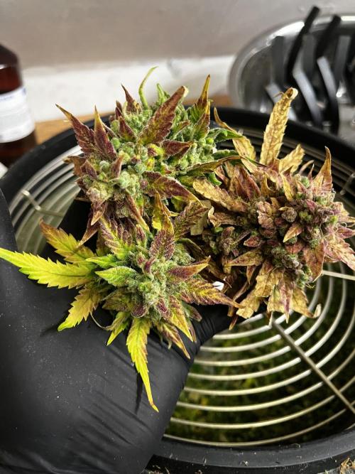 5 Autos 15L | Spider Farmer  SE3000. Week 15