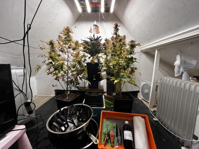 5 Autos 15L | Spider Farmer  SE3000. Week 16