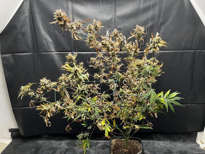 5 Autos 15L | Spider Farmer  SE3000. Week 16