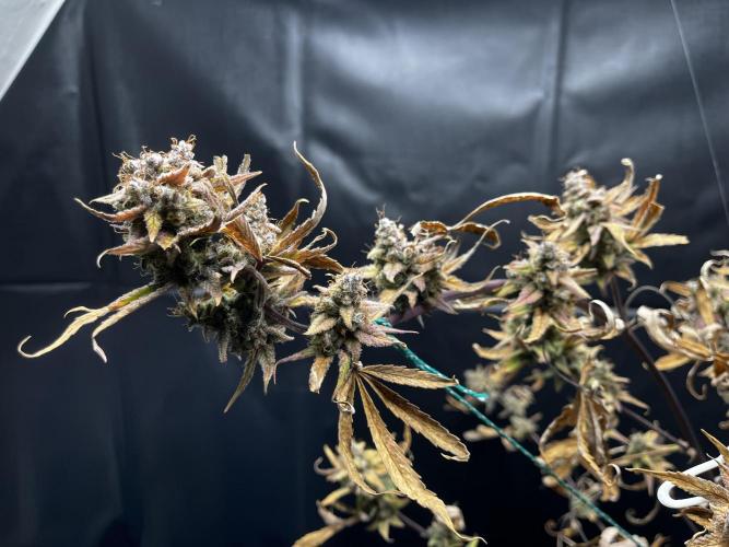 5 Autos 15L | Spider Farmer  SE3000. Week 16