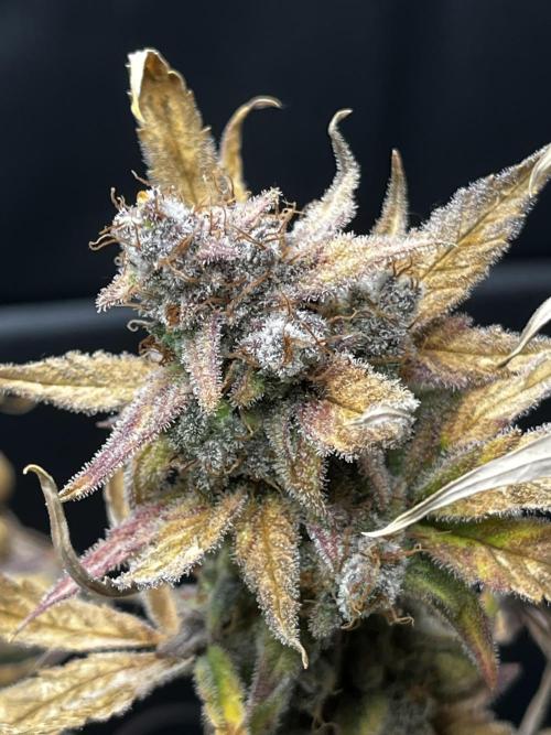 5 Autos 15L | Spider Farmer  SE3000. Week 16