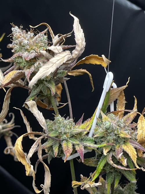 5 Autos 15L | Spider Farmer  SE3000. Week 16