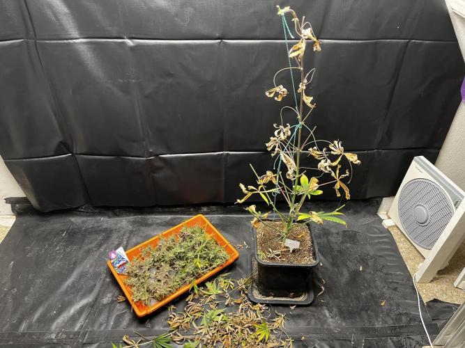 5 Autos 15L | Spider Farmer  SE3000. Week 16