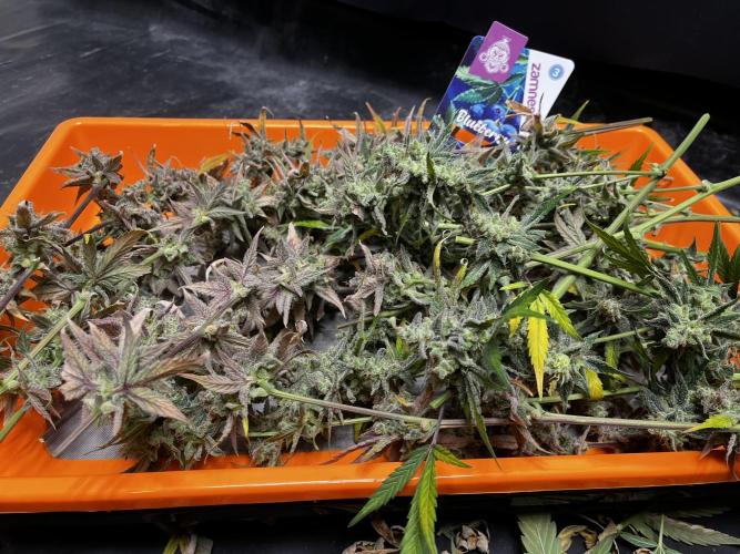 5 Autos 15L | Spider Farmer  SE3000. Week 16
