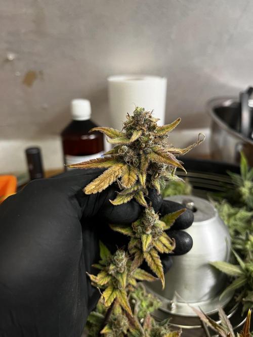 5 Autos 15L | Spider Farmer  SE3000. Week 16