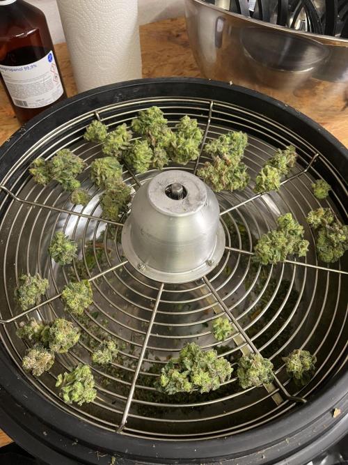 5 Autos 15L | Spider Farmer  SE3000. Week 16