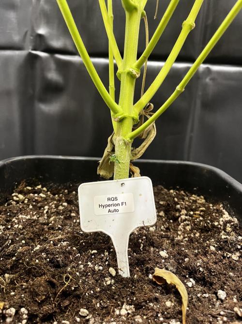 5 Autos 15L | Spider Farmer  SE3000. Week 17