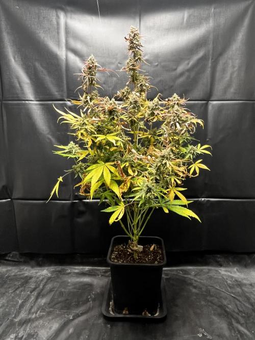 5 Autos 15L | Spider Farmer  SE3000. Week 17