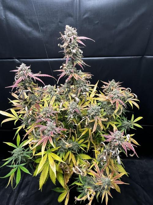 5 Autos 15L | Spider Farmer  SE3000. Week 17