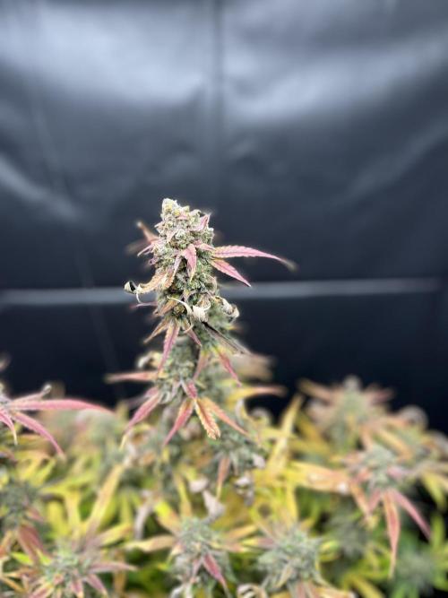 5 Autos 15L | Spider Farmer  SE3000. Week 17
