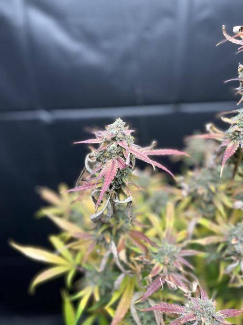 5 Autos 15L | Spider Farmer  SE3000. Week 17