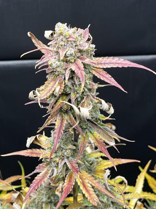 5 Autos 15L | Spider Farmer  SE3000. Week 17