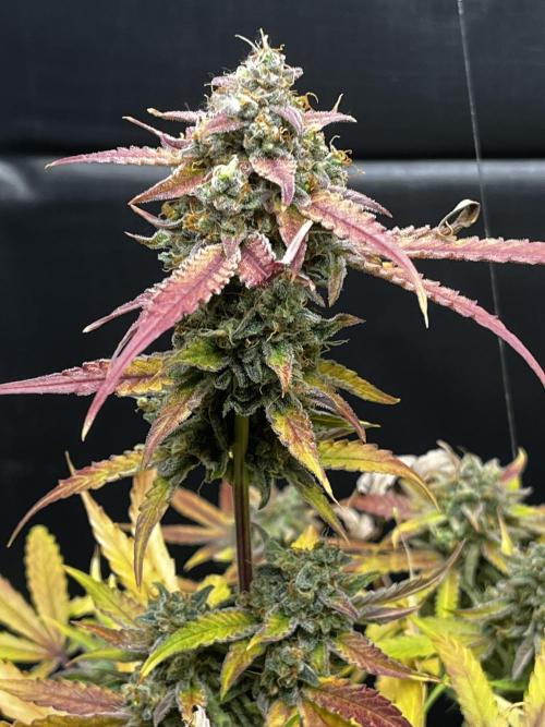 5 Autos 15L | Spider Farmer  SE3000. Week 17