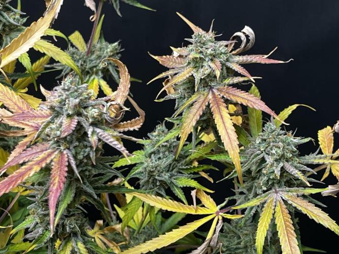 5 Autos 15L | Spider Farmer  SE3000. Week 17