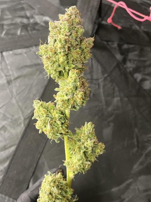 5 Autos 15L | Spider Farmer  SE3000. Week 17