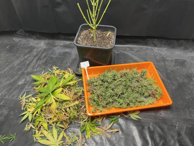 5 Autos 15L | Spider Farmer  SE3000. Week 17