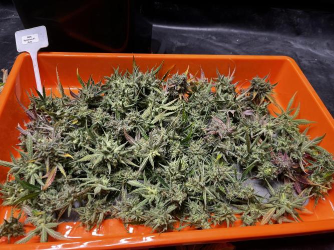 5 Autos 15L | Spider Farmer  SE3000. Week 17
