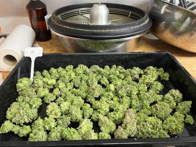 5 Autos 15L | Spider Farmer  SE3000. Week 17