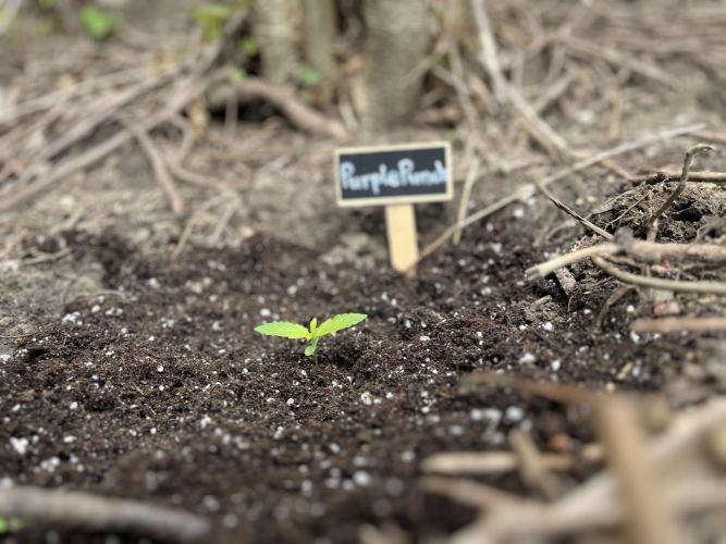 The Hobbit Hole Outdoor Grow 2026. Week 1