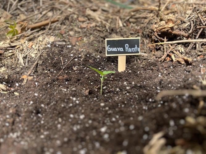 The Hobbit Hole Outdoor Grow 2026. Week 1