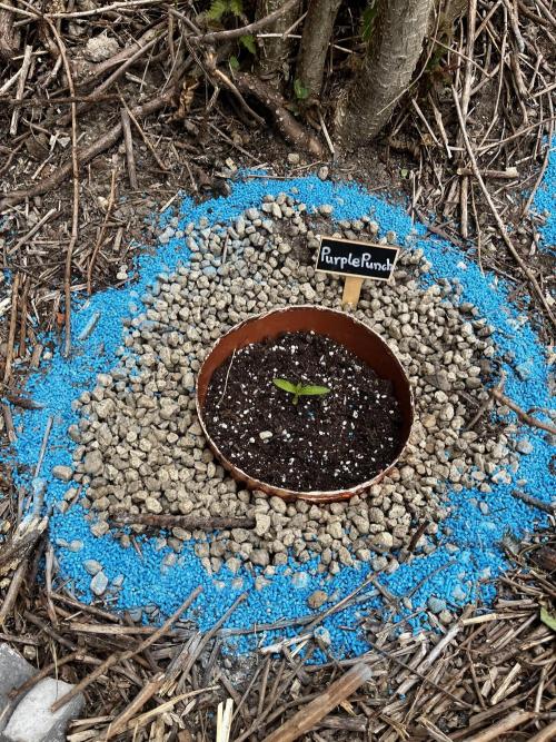 The Hobbit Hole Outdoor Grow 2026. Week 1