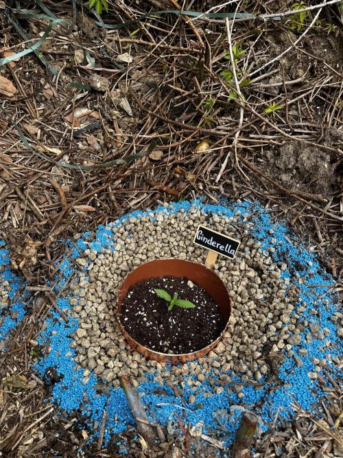 The Hobbit Hole Outdoor Grow 2026. Week 1