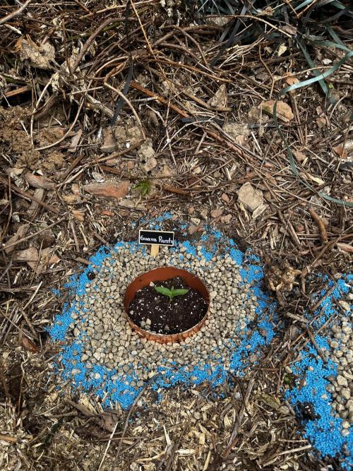The Hobbit Hole Outdoor Grow 2026. Week 1