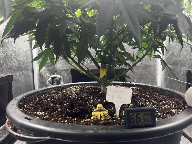 Laughing Buddha |SpiderFarmer| solo run. Week 10