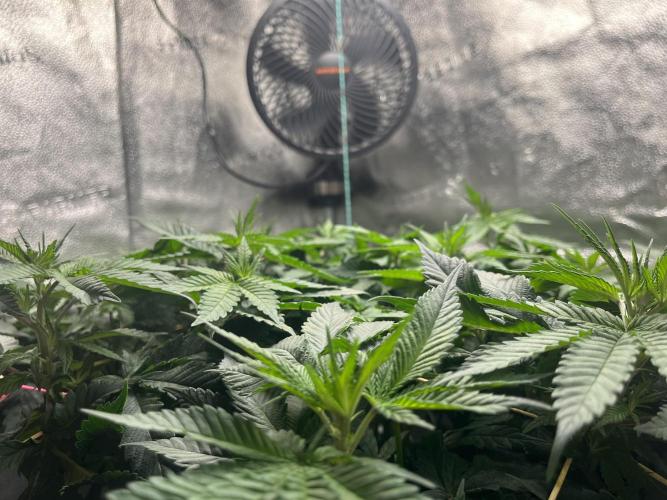 Laughing Buddha |SpiderFarmer| solo run. Week 10