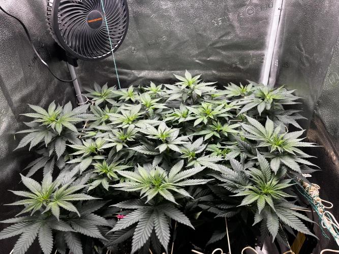 Laughing Buddha |SpiderFarmer| solo run. Week 10