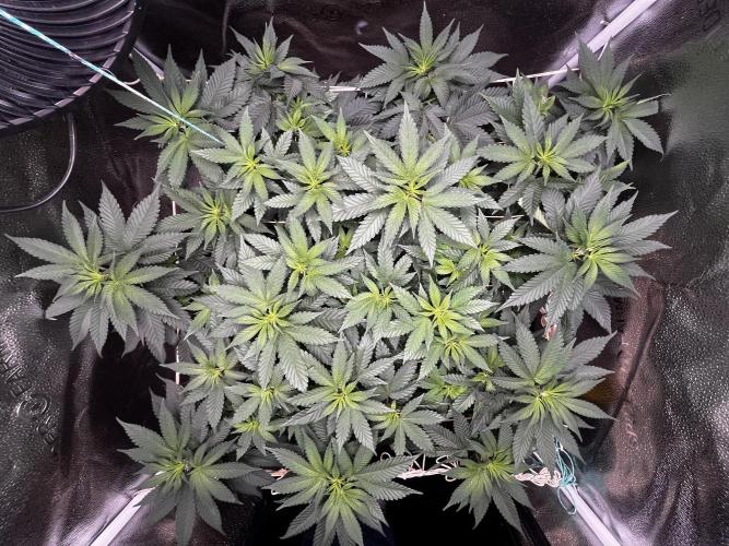 Laughing Buddha |SpiderFarmer| solo run. Week 10