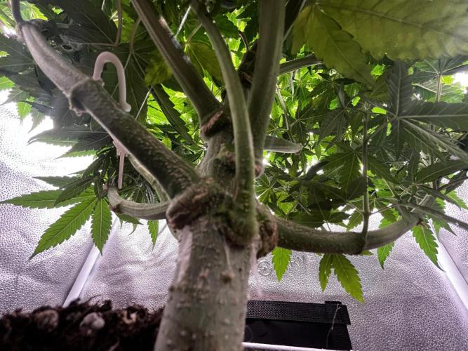 Laughing Buddha |SpiderFarmer| solo run. Week 10