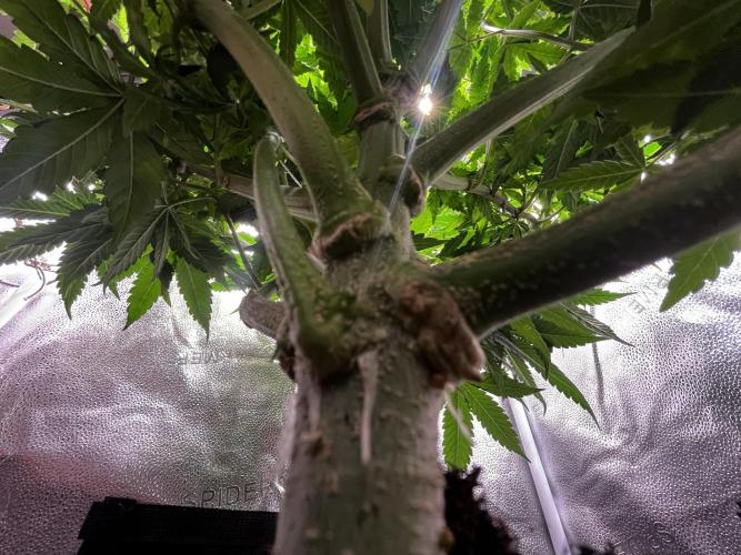 Laughing Buddha |SpiderFarmer| solo run. Week 10