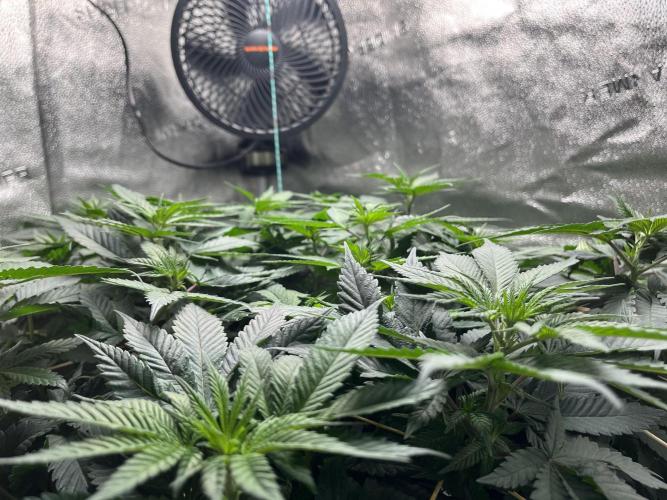 Laughing Buddha |SpiderFarmer| solo run. Week 10
