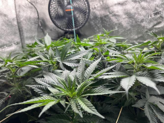 Laughing Buddha |SpiderFarmer| solo run. Week 10