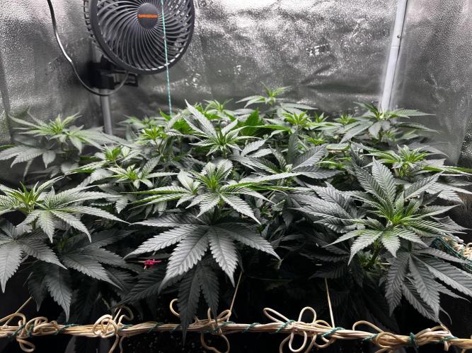 Laughing Buddha |SpiderFarmer| solo run. Week 10