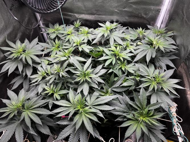 Laughing Buddha |SpiderFarmer| solo run. Week 10